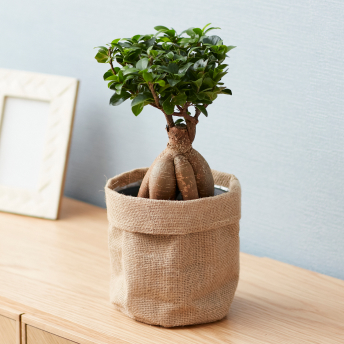 観葉植物