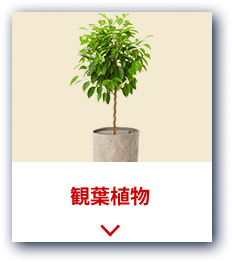 観葉植物