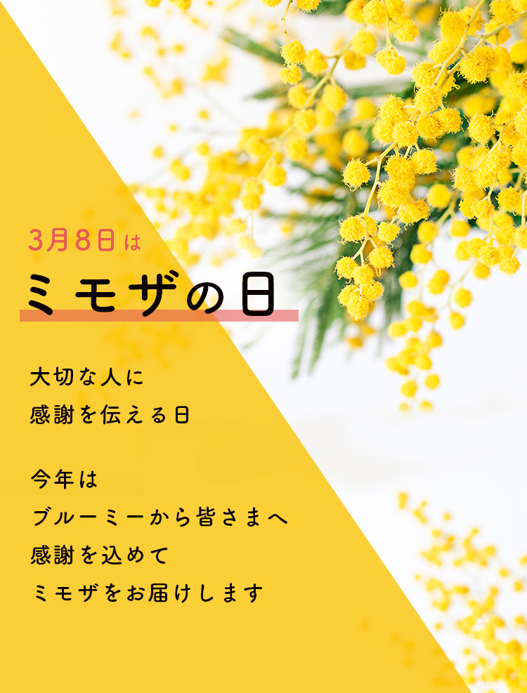 ミモザのスワッグが300名様に当たる！限定ミモザ商品も発売中