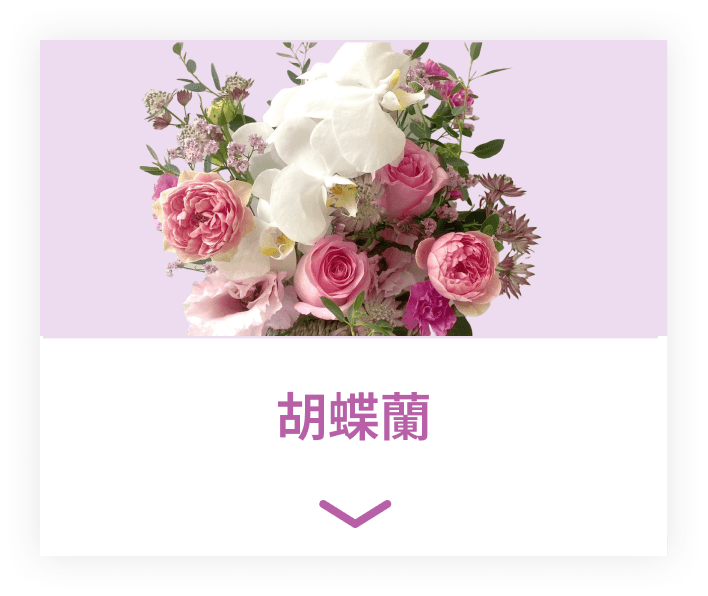 胡蝶蘭