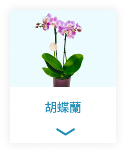 胡蝶蘭