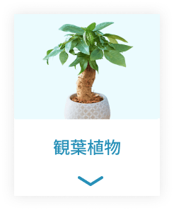 観葉植物