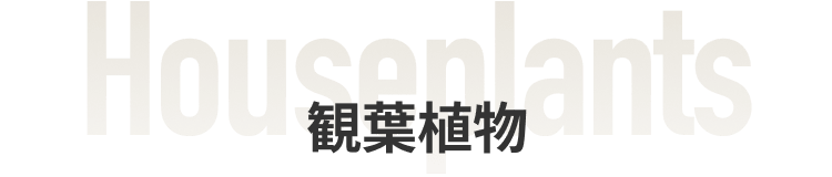 観葉植物
