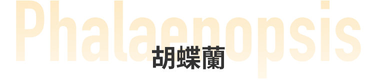 胡蝶蘭