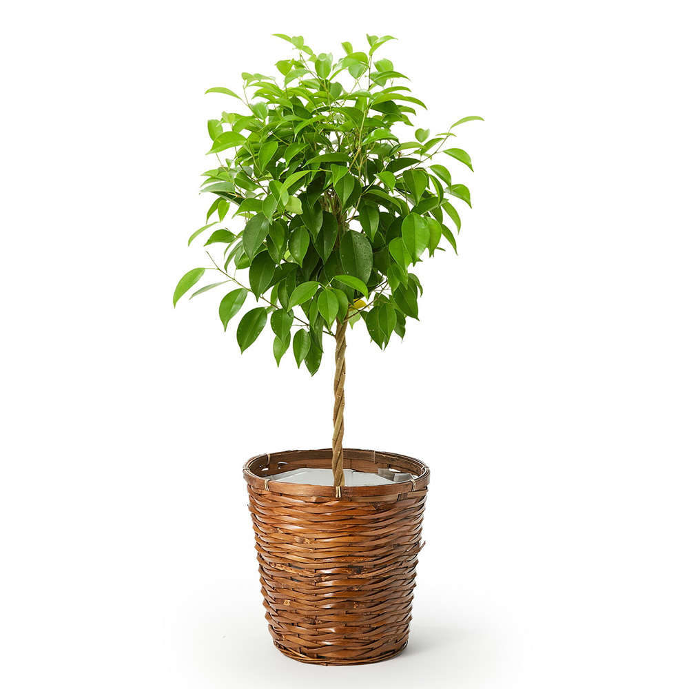 フィカス・ベンジャミン