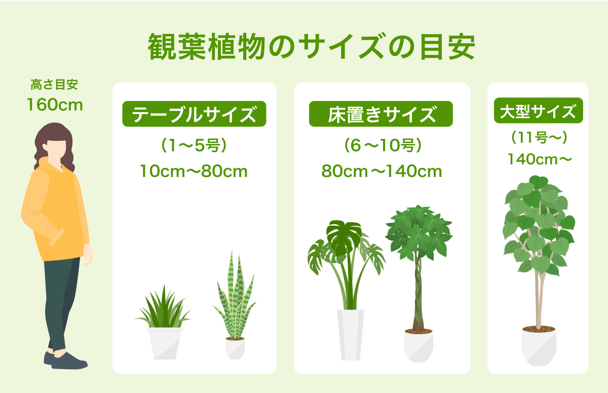 観葉植物のサイズの目安