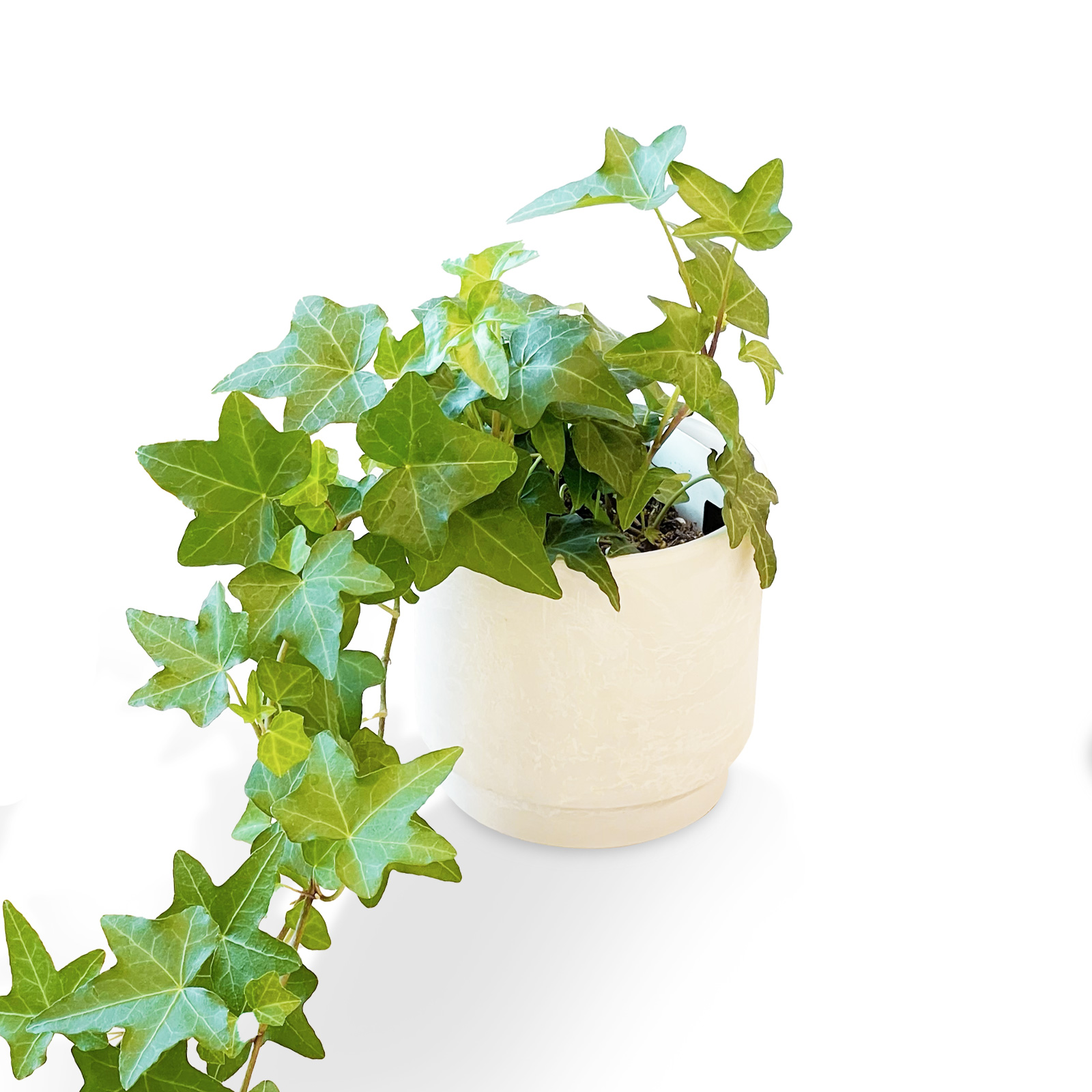 アイビー（へデラ）