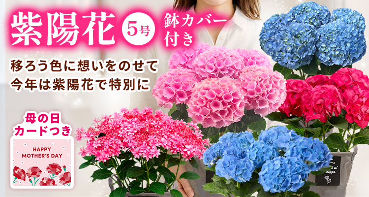 あじさい 母の日カード付き