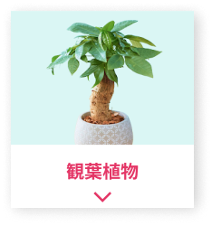 観葉植物