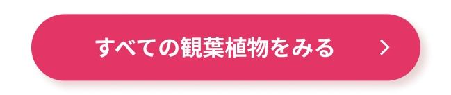 すべての観葉植物をみる