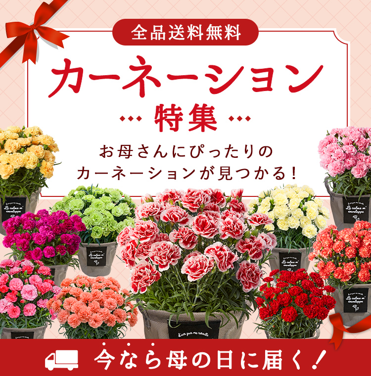 母の日に贈る花ギフト・プレゼント特集