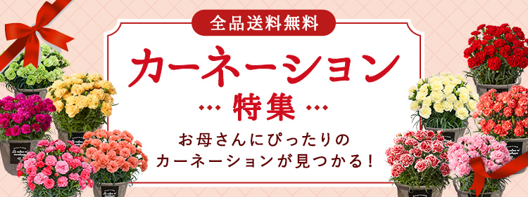 母の日に贈るカーネーションの鉢植え　カーネーション特集（2026年）