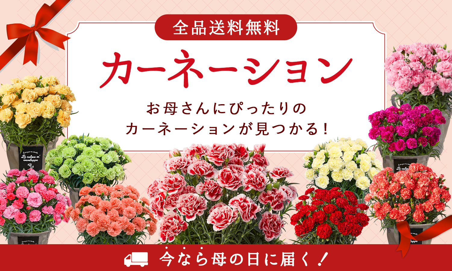 母の日に贈るカーネーションの鉢植え カーネーション特集（2026年