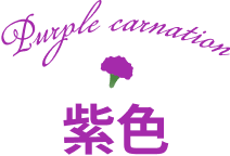 紫色のカーネーション