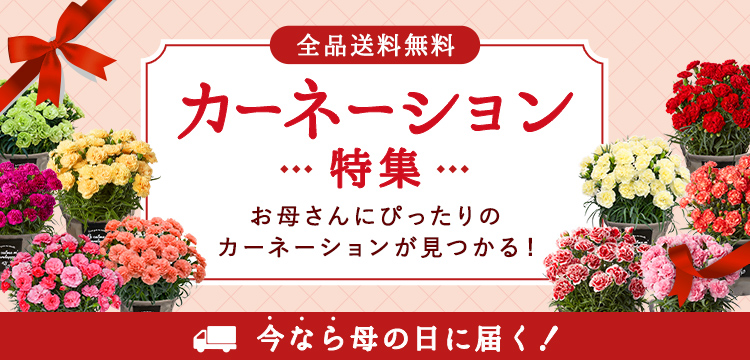 カーネーション特集