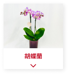 胡蝶蘭