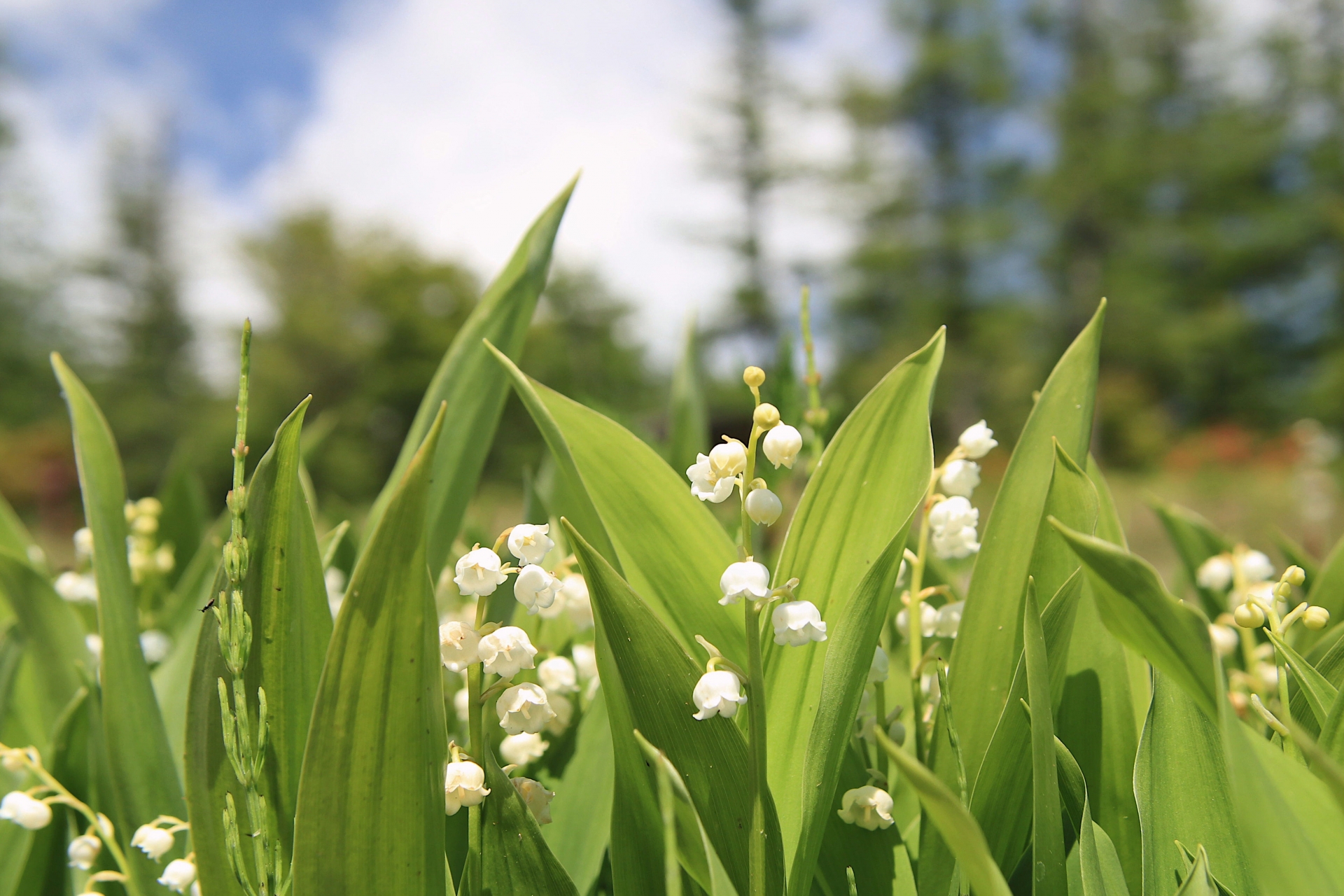 5月の誕生花カレンダー