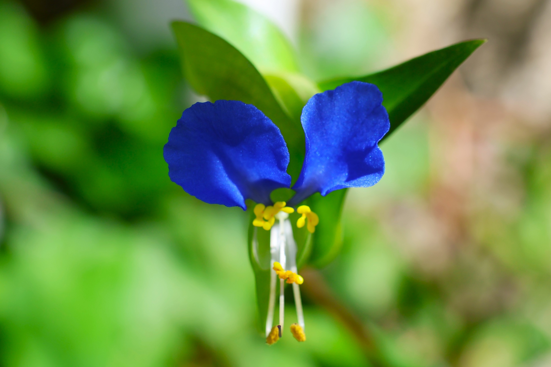 9月の誕生花カレンダー