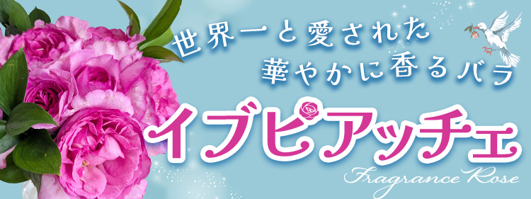 2026年5月限定商品